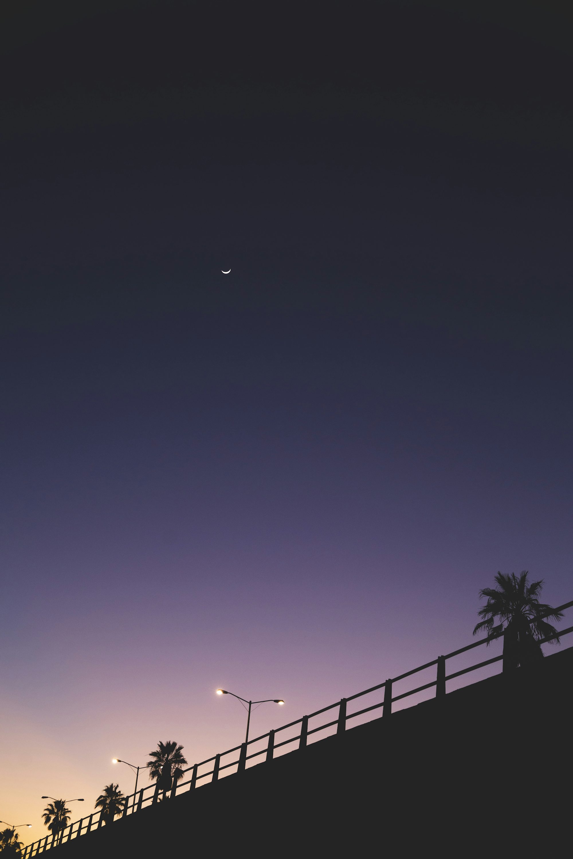 silhouette of trees near light posts