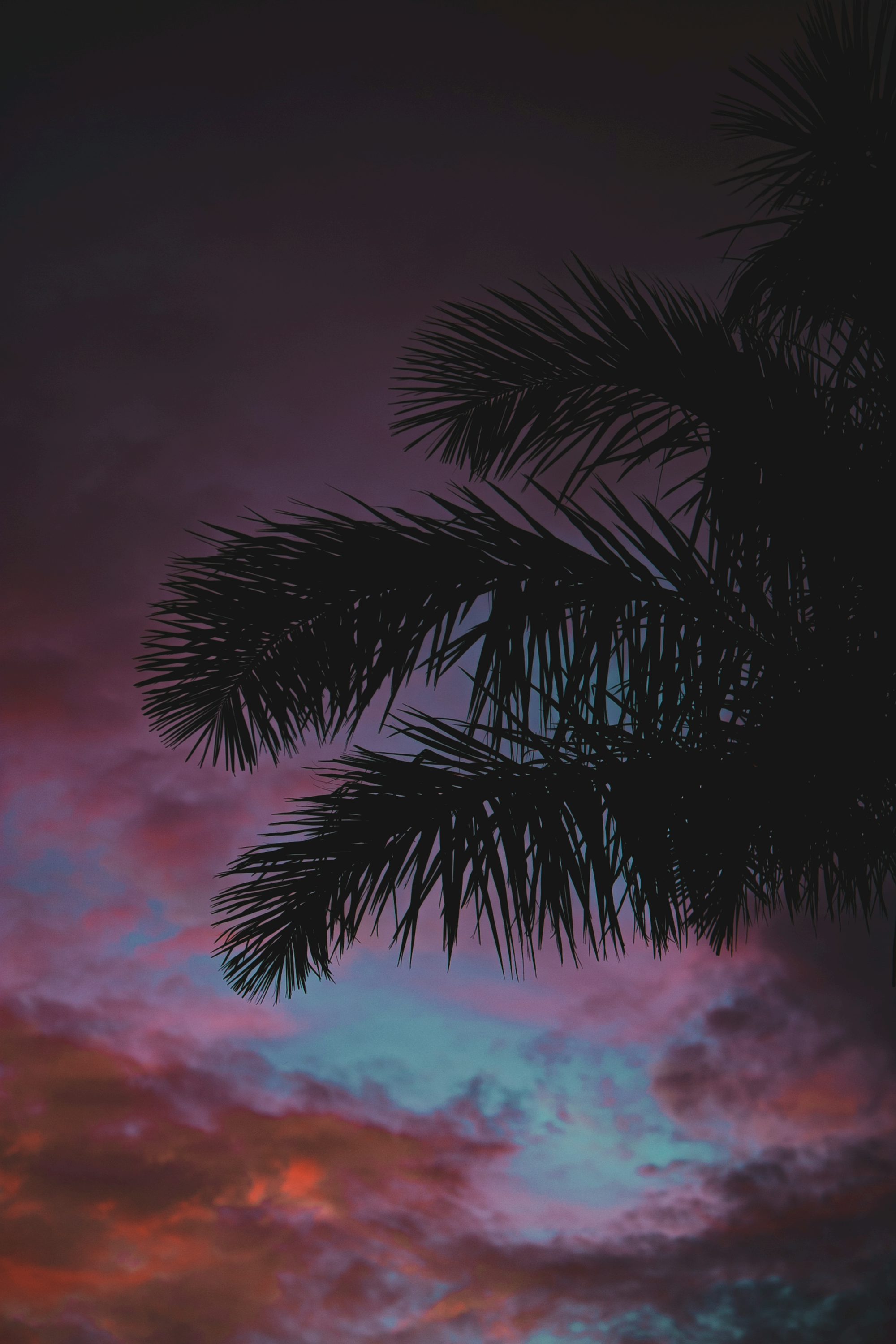 silhouette of coconut palm tree