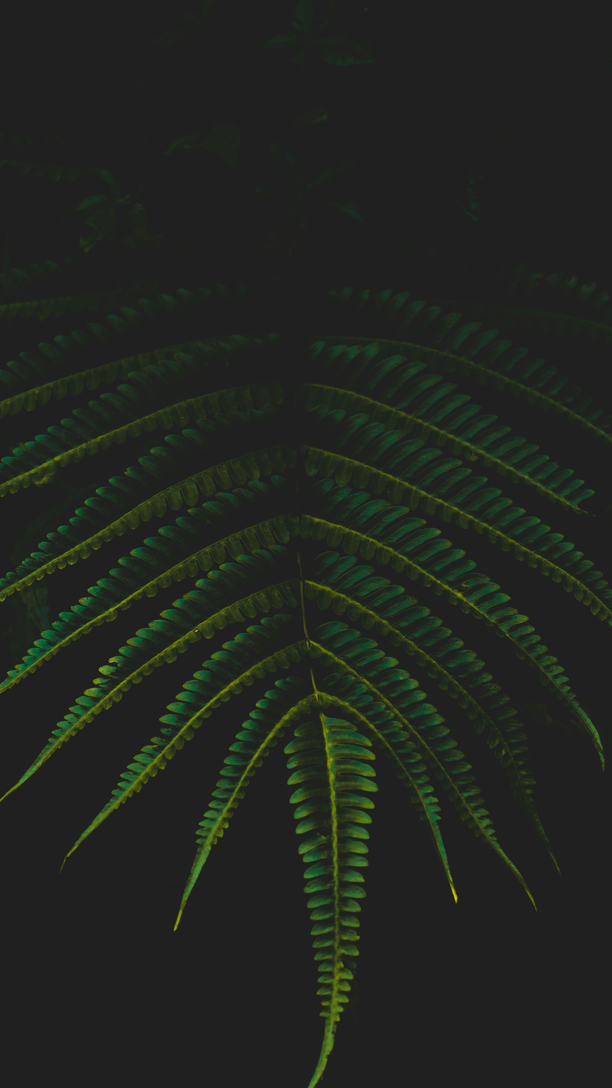 a close up of a green leaf on a black background