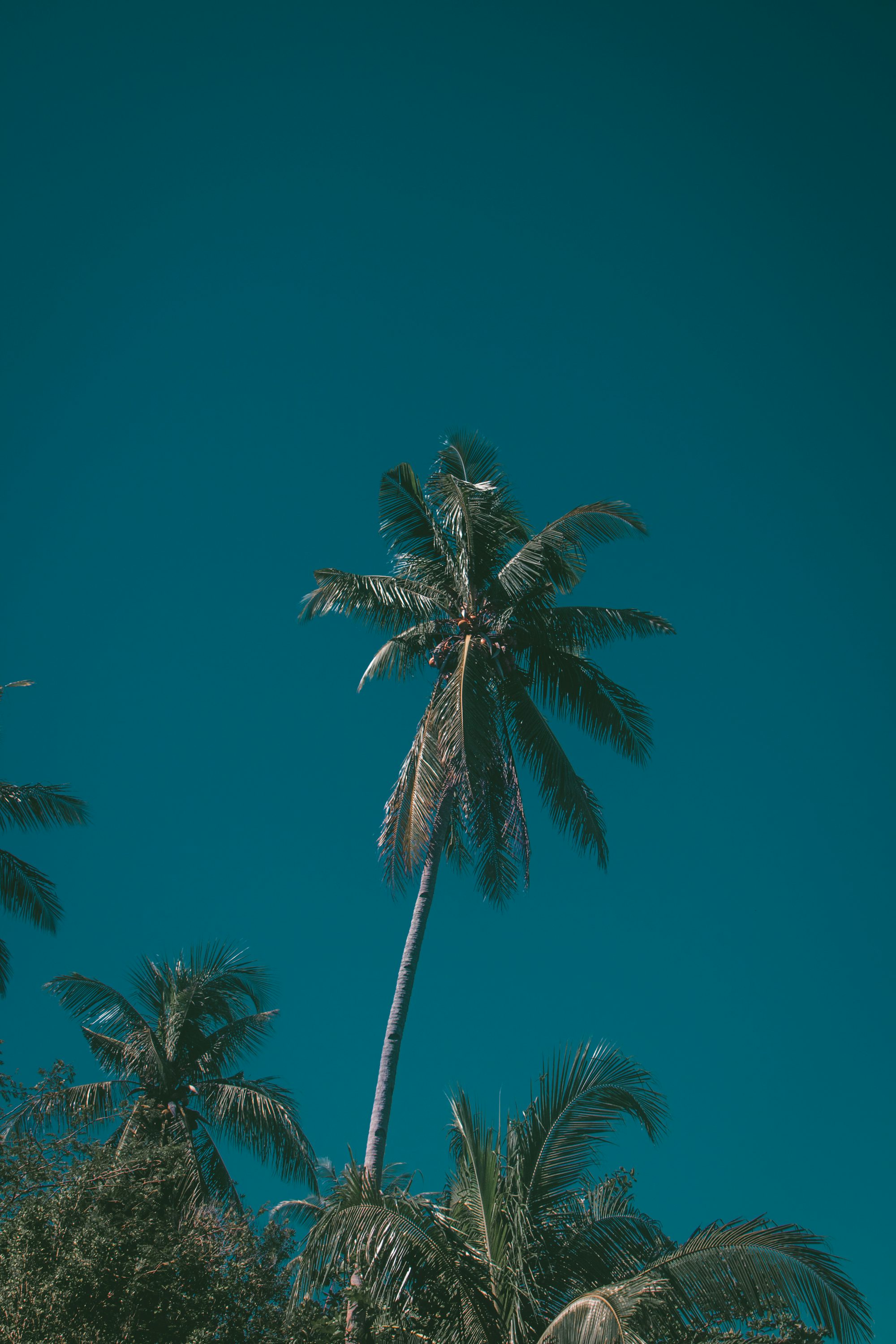 a palm tree with a blue sky in the background
