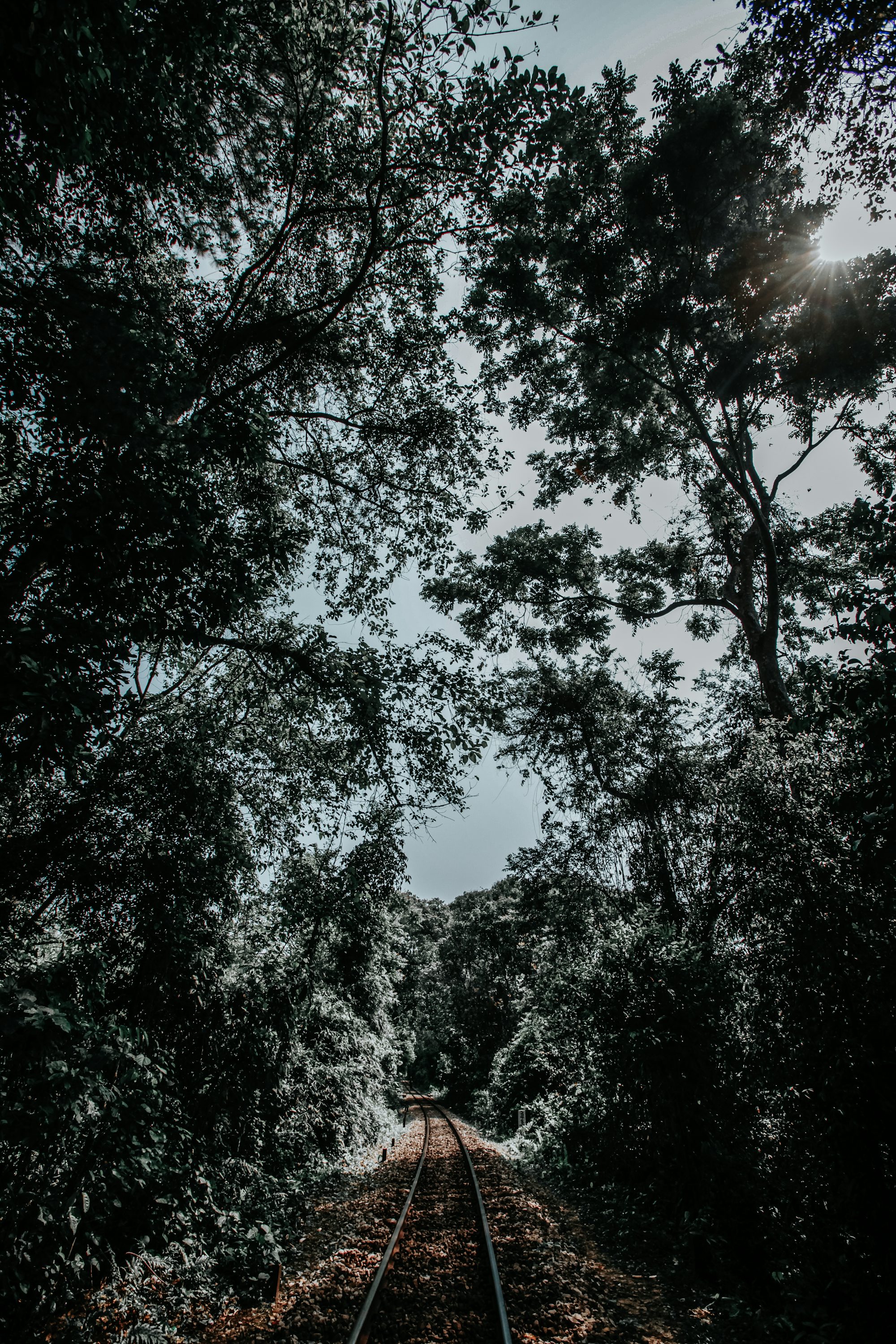 a train track through a forest