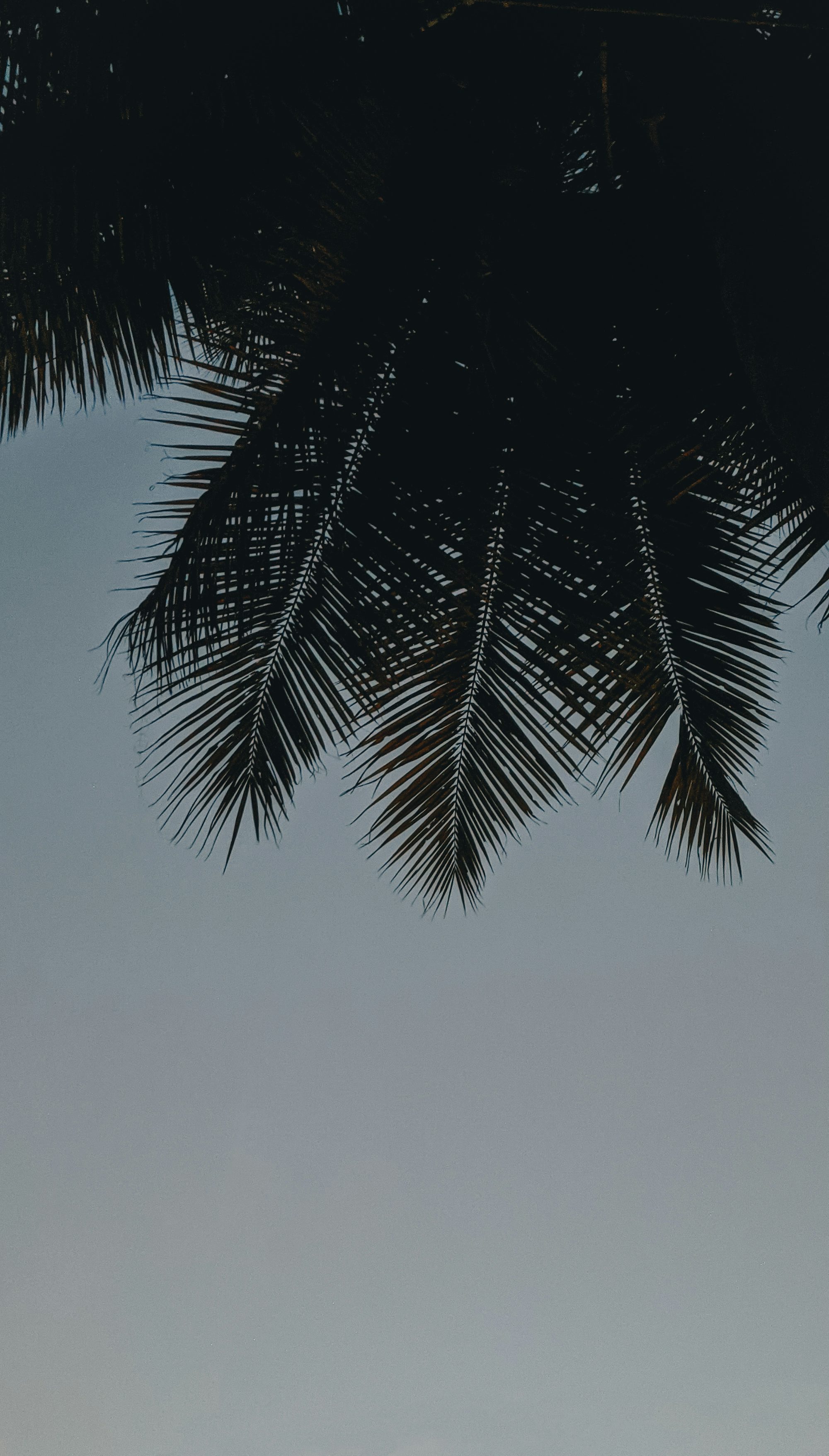 a couple of giraffes standing under a palm tree