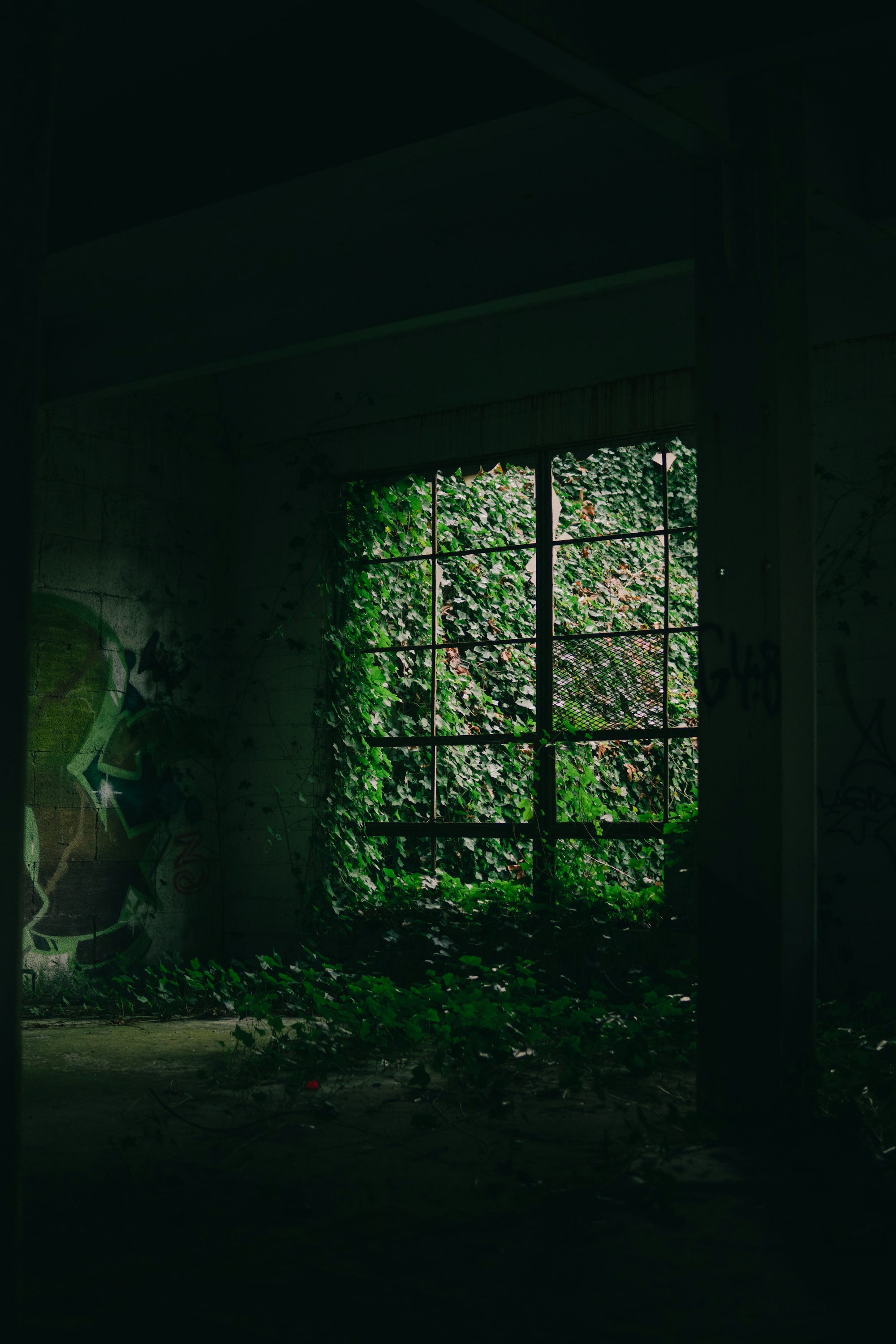 A dark room with a window and a wall covered in vines