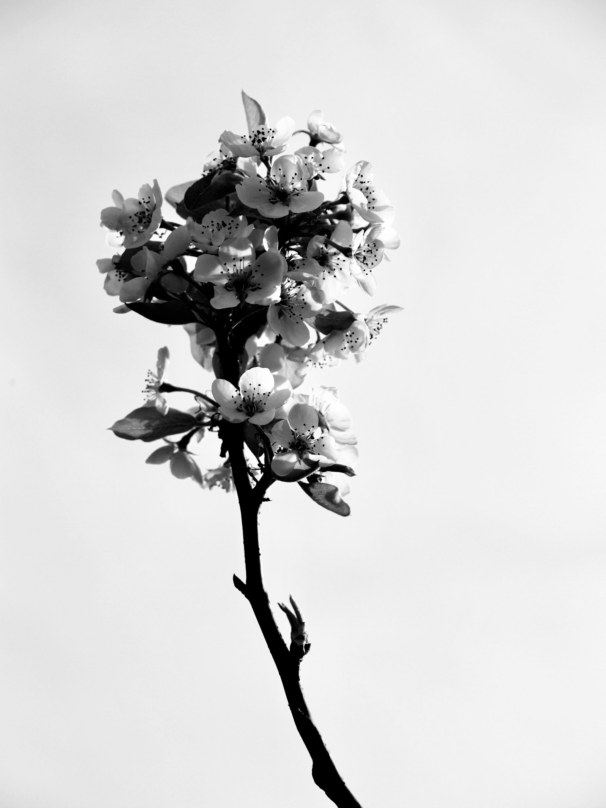 Beautiful flowers bloom on a slender branch.